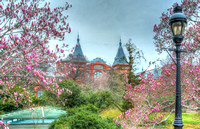 Smithsonian Castle & Tulip Magnolias